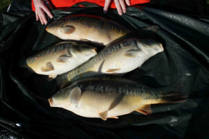 Stocked November 2011