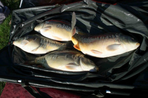 Stocked November 2011