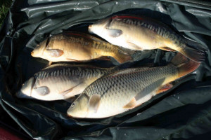 Stocked November 2011