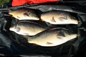 Stocked November 2011