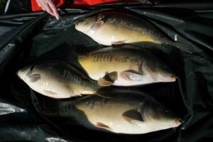 Stocked November 2011