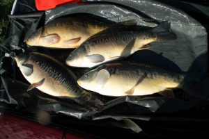 Stocked November 2011