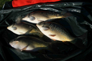 Stocked November 2011