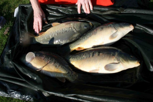 Stocked November 2011