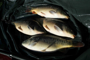 Stocked November 2011