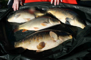 Stocked November 2011