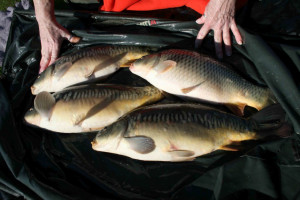 Stocked November 2011