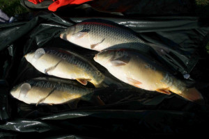 Stocked November 2011