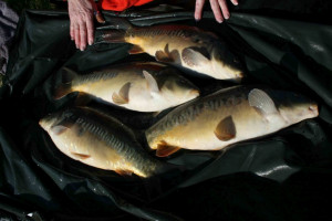 Stocked November 2011