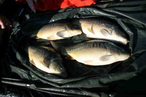 Stocked November 2011