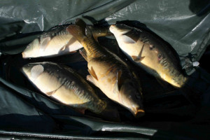 Stocked November 2011