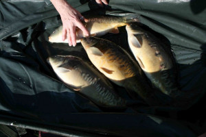 Stocked November 2011