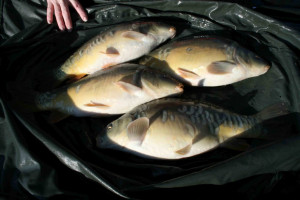 Stocked November 2011