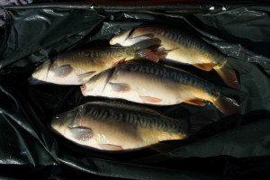 Stocked November 2011