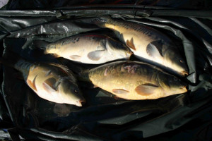 Stocked November 2011