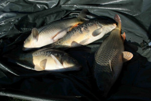 Stocked November 2011