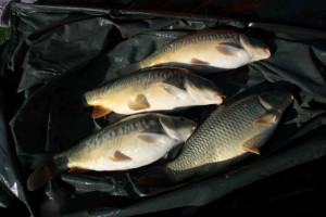 Stocked November 2011