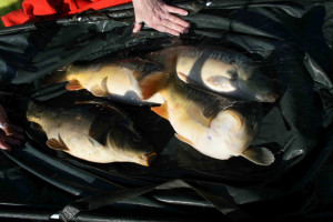 Stocked November 2011