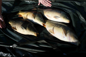 Stocked November 2011