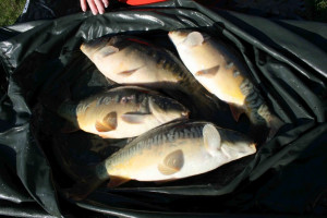 Stocked November 2011