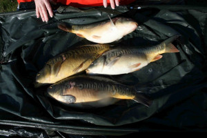 Stocked November 2011