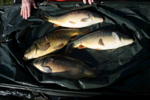 Stocked November 2011