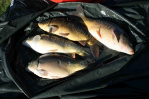 Stocked November 2011