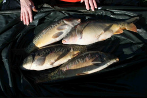 Stocked November 2011