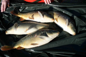 Stocked November 2011