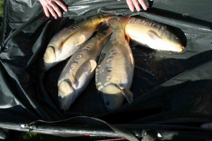 Stocked November 2011