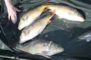 Stocked November 2011