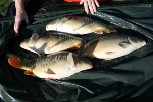 Stocked November 2011