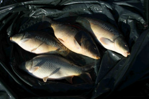 Stocked November 2011