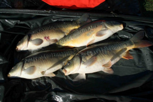 Stocked November 2011