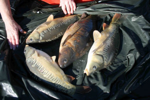 Stocked November 2011