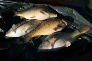 Stocked November 2011