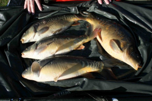 Stocked November 2011