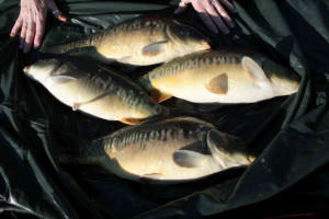 Stocked November 2011