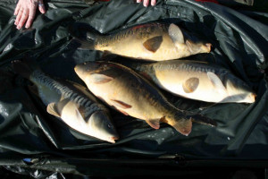 Stocked November 2011