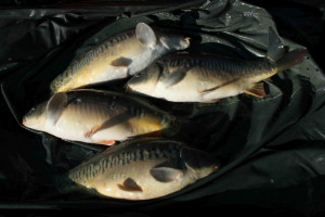 Stocked November 2011