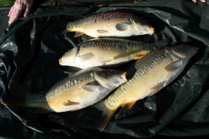 Stocked November 2011