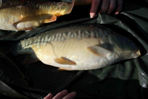 Stocked November 2011