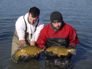 Tench from the netting before stocking
