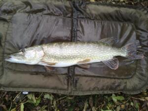 Glyn Thomas, I was fishing the Viaduct lake at Kirby, midway along the west bank. I was float fishing with maggot, and it was a perch a cast for some periods during the day.I hooked one fish and within seconds the rod went solid, about 20 mins later I landed a 13Lb pike and managed to net it in a 14 landing net.Luckily, I had my unhooking mat with me.A pretty lucky capture as my size 20 hook to 4lb line was in the outer part of the scissors, so escaped the pikes teeth. 18.11.21