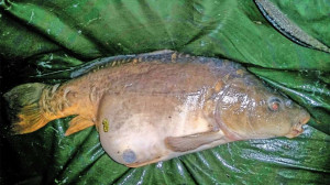 Scott Randall 20Lb 4oz Viaduct Lake on 16mm Active 8 stringer 20.10.14