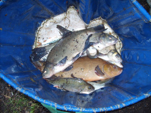 Mick Emm's Healthy Tench from the Float Only match, Sutton at Hone car park lake, 15/11/09