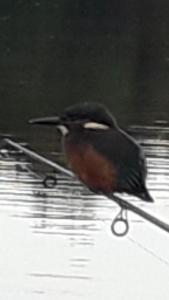 Robin Monday - Kingfisher July 19 @ Bennetts Lake