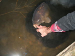 Mirror Carp stayed in the margin for almost 5 minutes with spotlights and camera flash going off. Everytime you put your finger out, it just sat there, sucking. Amazing. All at minus 2 degrees. 20.10.2010 