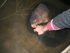 Mirror Carp stayed in the margin for almost 5 minutes with spotlights and camera flash going off. Everytime you put your finger out, it just sat there, sucking. Amazing. All at minus 2 degrees. 20.10.2010 