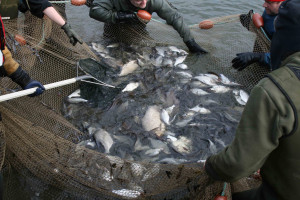 no bream in here mate